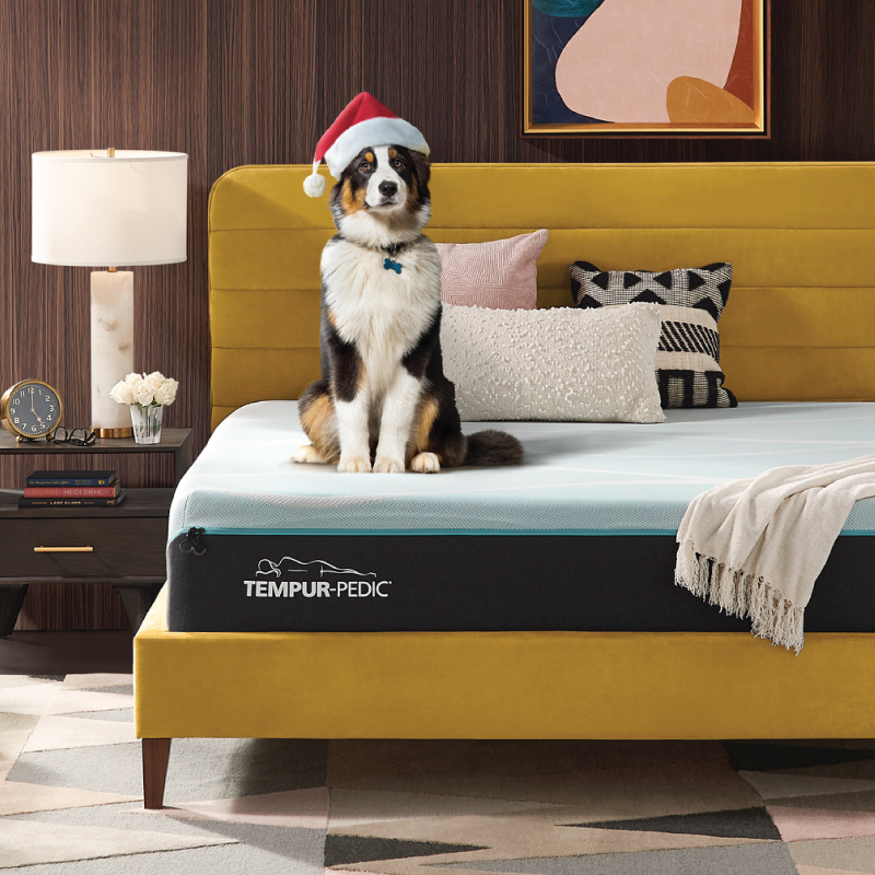 Dog sitting on Tempur-Pedic mattress