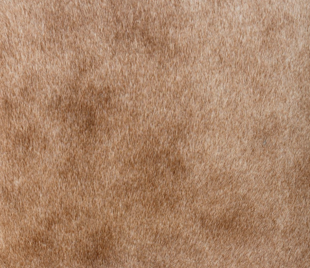 Canyon Sand